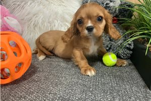 Sadie - Cavalier King Charles Spaniel for sale