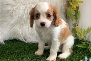 Isaiah - Cavalier King Charles Spaniel for sale