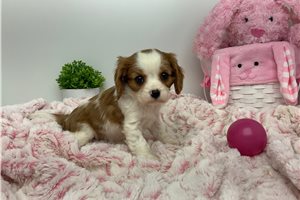 Viola - puppy for sale