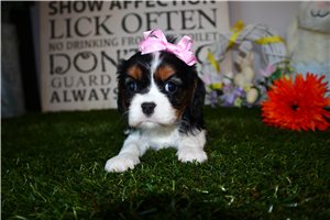 Darlene - puppy for sale