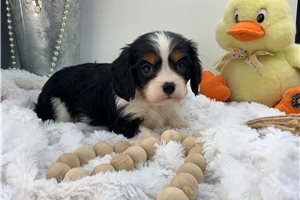 Vernon - puppy for sale