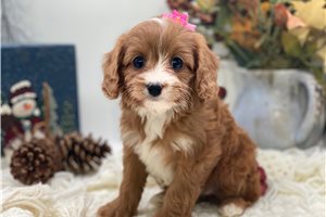 Kennedy - Cavapoo for sale