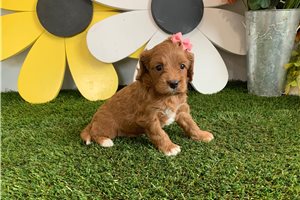 Jessica - Cavapoo for sale