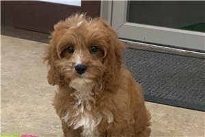 Kaylee - Cavapoo for sale