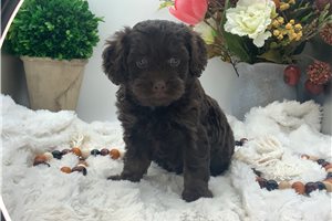 Gunther - Cavapoo for sale