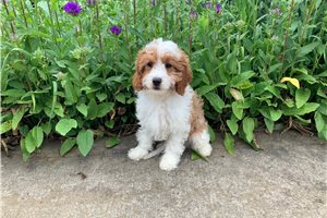 Caro - puppy for sale