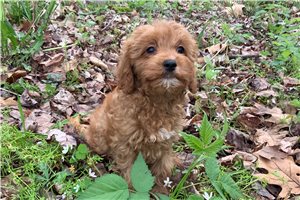 Gayle - Cavapoo for sale