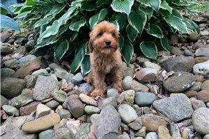 Gunther - Cavapoo for sale