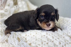 Gideon - puppy for sale