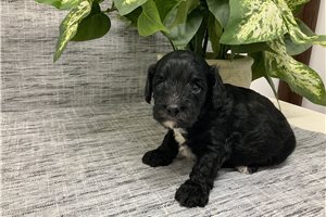 Samuel - Cavapoo for sale