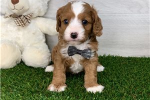 Owen - puppy for sale