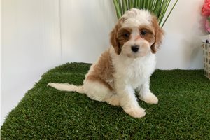 Emilio - puppy for sale