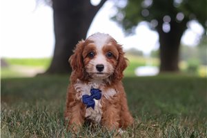 Ink - puppy for sale