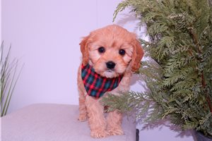 Jaxon - Cavapoo for sale