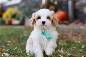 Toby - puppy for sale