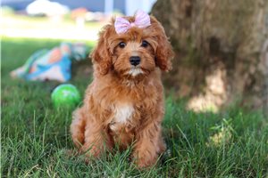 Inez - Cavapoo for sale