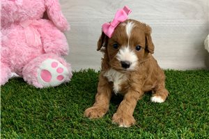 Oceana - Cavapoo for sale