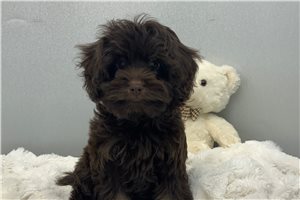 Gunther - Cavapoo for sale