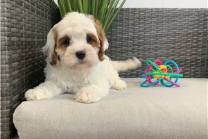 Kole - Cavapoo for sale