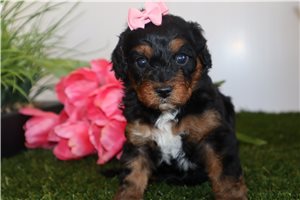 Harmony - puppy for sale