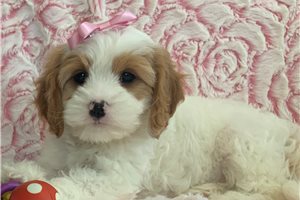 Mariah - puppy for sale