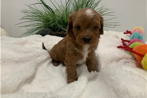 Argo - Cavapoo for sale