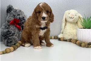 Oscar - Cavapoo for sale