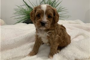 Anita - Cavapoo for sale