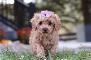 Tovah - Cavapoo for sale