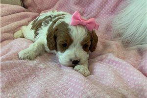 Sydney - puppy for sale