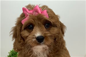 Kaylee - Cavapoo for sale