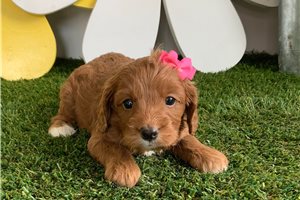 Jaina - Cavapoo for sale