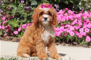 Indie - Cavapoo for sale