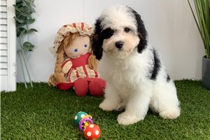 Hana - puppy for sale
