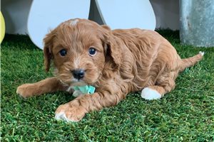 Jackson - puppy for sale