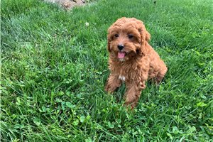 Ingrid - Cavapoo for sale