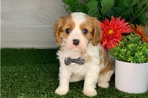 Liam - Cavapoo for sale