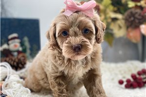 Jada - puppy for sale