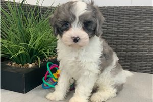 Marcus - Cavapoo for sale