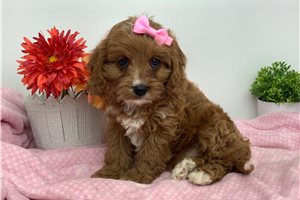 Kaylee - Cavapoo for sale