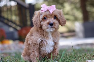 Tilly - Cavapoo for sale