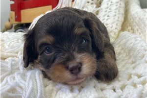 Gordan - puppy for sale