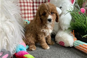 Reba - Cavapoo for sale