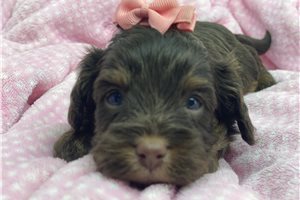 Gypsy - Cavapoo for sale