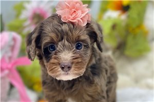 Jacklyn - puppy for sale