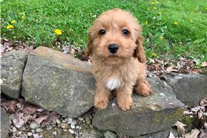 Gio - puppy for sale