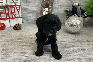 Santiago - Cavapoo for sale