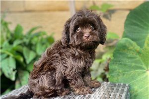 Gunther - Cavapoo for sale