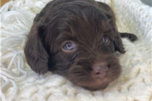 Gunther - puppy for sale
