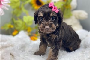 Juniper - puppy for sale